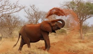 Éléphants