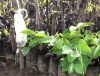 Forêts communautaires