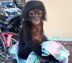 Bébé singe,