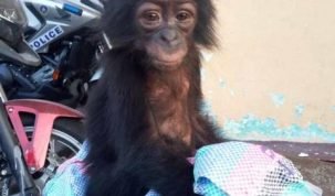 Bébé singe,